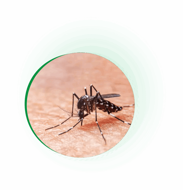 Malaria Prevention